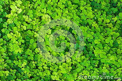 Top view many green small leaves growth through from ground in the garden. Stock Photo