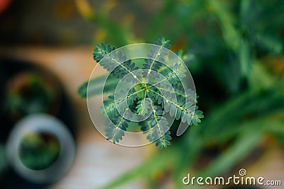 Top view of a Mimosa plant with sensible green leaves on an isolated background Stock Photo