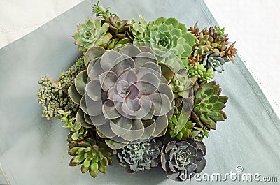 Top view of mix red purple and green echeveria succulent plants arrangement on table clothes background Stock Photo