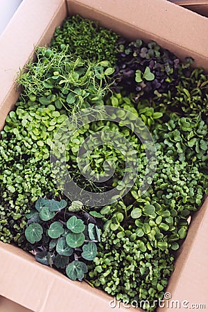 Top view of mixed microgreens Stock Photo