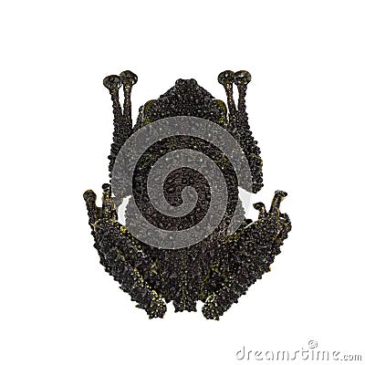 Mossy frog on white background Stock Photo