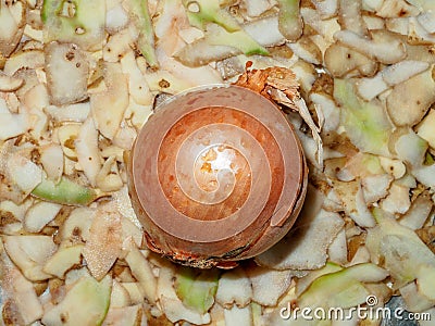 Top view of an onion lying on potato peelings Stock Photo