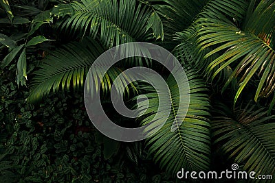 Top view of palm tree and tropical rainforest foliage plant leaves growing in wild, green nature dark background. Stock Photo