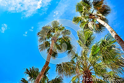 Top view of palm trees on lightblue sky background in St. Pete Beach. Stock Photo