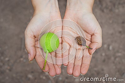 Top view on the palm of a young Caucasian woman holds in one hand a ripe pear fruit in another faded. Simfol change generations, y Stock Photo