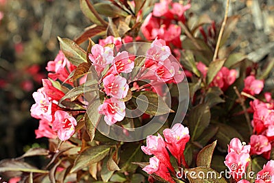 Weigela bush with dark leaves with pink blossoms. Stock Photo