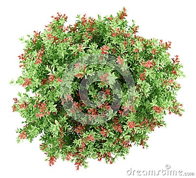 Top view of pidgeon berry shrub plant isolated on white Stock Photo