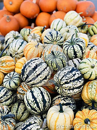 Pile of pumpkins Stock Photo