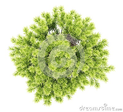 Top view of pine shrub plant isolated on white Stock Photo