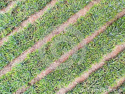 Top view of pineapple plantation Stock Photo