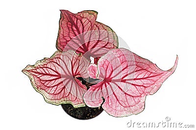 Top view of pink exotic `Caladium Florida Sweetheart` plant in flower pot on white background Stock Photo