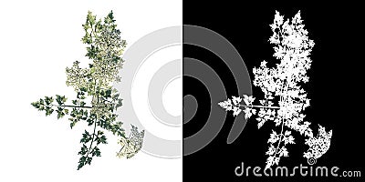 Top view of Plant Daucus Carota 1 Tree png with alpha channel to cutout made with 3D render Cartoon Illustration