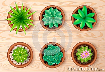 Top View Plant Icon Set Vector Illustration