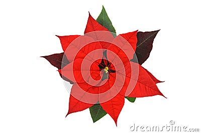 Poinsettia Flower on white Stock Photo