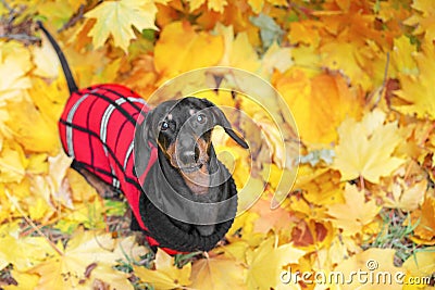 Top view portrait of a dachshund dog, black and tan, in a red sweater stands on the ground full of fall autumn leaves Stock Photo