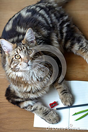 Top view portrait of Maine Coon cat lies on a wooden table on an open notebook and pencil, sharpener, pair of compasses, selective Stock Photo