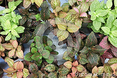 Top view of pots of home flowers Fittonia mix on the counter in the store Stock Photo