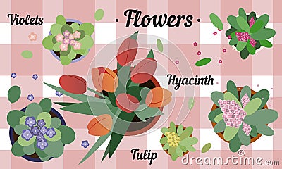 Top view of potted flowers. Flat illustration of hyacinth, Tulip and violets on a table with a checkered tablecloth Vector Illustration