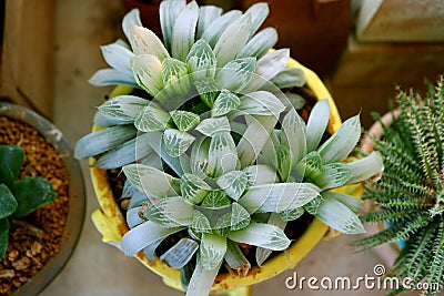 Top View of Potted Haworthia Cooperi Var. Pilifera, Cute Succulent Plants for Home Gardening Stock Photo