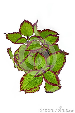 Top view of potted painted nettle 'Coleus Blumei Velvet' plant Stock Photo