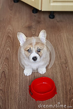 Top view of the puppy the Corgi sits on the floor next to an empty bowl and looks at the owner with a hungry devoted look Stock Photo