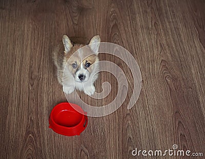 puppy the Corgi sits on the floor next to an empty bowl and looks at the owner with a hungry devoted look Stock Photo