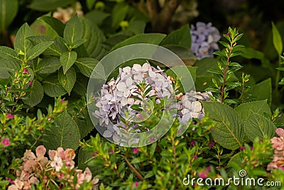 Top view of a purple French hydrangea hiding under a leave surrounded by a variety of vegetation Stock Photo