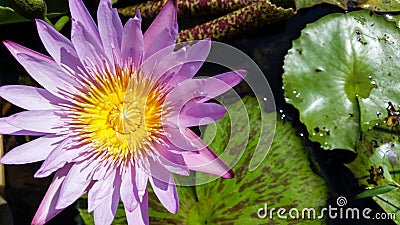 Top view purple lilly flower Stock Photo