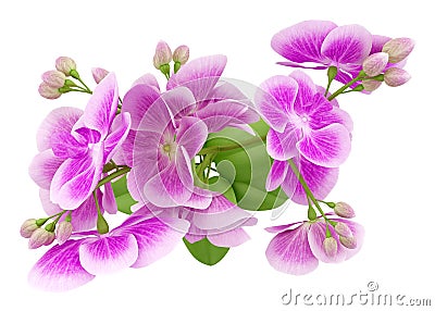 Top view of purple orchid flower isolated on white Stock Photo