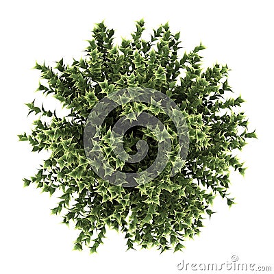 Top view of red-barked dogwood bush isolated Stock Photo