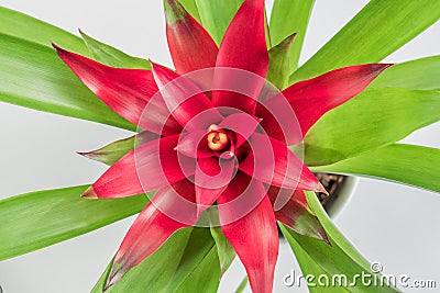 Top view of red Bromeliad Bromeliaceae tropical flower in white background Stock Photo