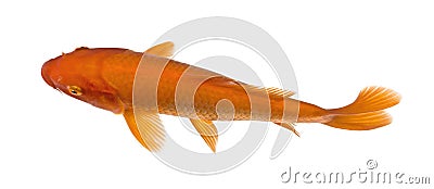 Top view of a red fish : Orange Koi Stock Photo
