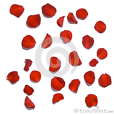 Red rose petals isolated on a white background. Stock Photo