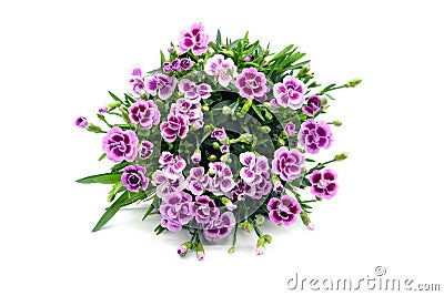 Top view of red white carnation flower Dianthus caryophyllus Stock Photo