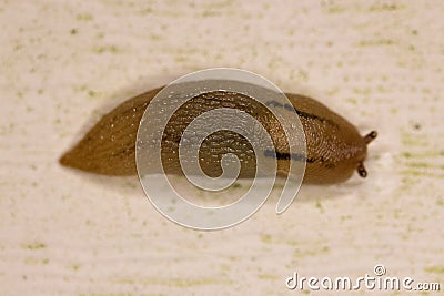 Top view of reticulate taildropper snail Stock Photo