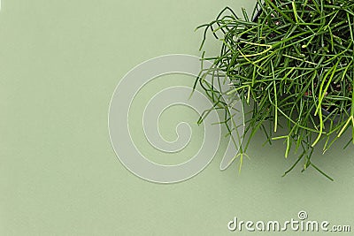 Top view of Rhipsalis baccifera with selective focus on green background. Variety of succulents Stock Photo