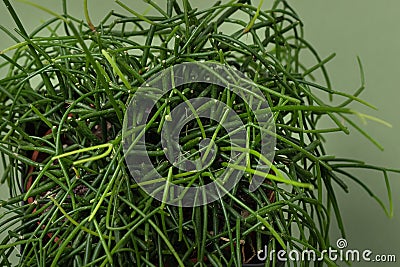 Top view of Rhipsalis baccifera with selective focus on green background. Variety of succulents Stock Photo