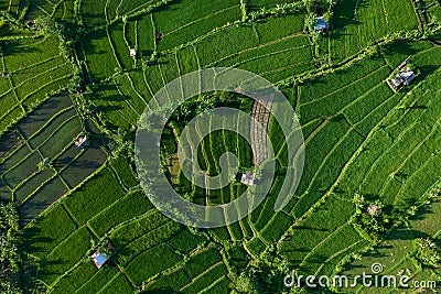 Top view of rice fields in Bali, sun and green plantation Stock Photo