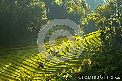 Top view of Rice terraced fields on Mu Cang Chai District, YenBai province, Northwest Vietnam Stock Photo