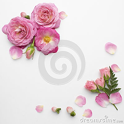 top view roses flowers. High quality beautiful photo concept Stock Photo