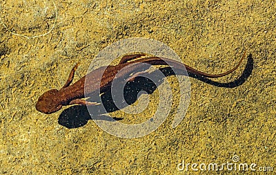 Top view of a rough-skinned or roughskin newt, taricha granulosa, swimming underwater in Trillium Lake, Oregon Stock Photo