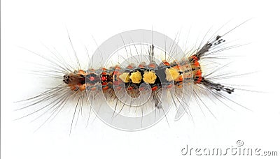 Top view of rusty tussock moth caterpillar Stock Photo