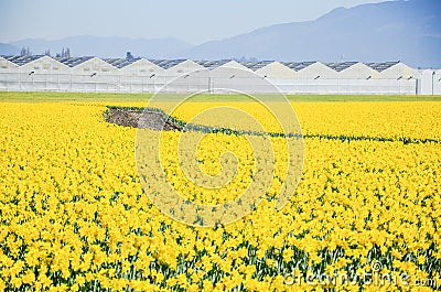 Top view s-curved winding path in daffodil farm at Skagit Valley Stock Photo