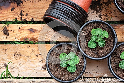 Seedings in planting pots Stock Photo