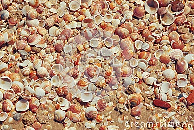 Top view of shells collection on the sand Stock Photo