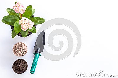 Top view shovel, soil, fertilizer and Christ plant, or Christ th Stock Photo