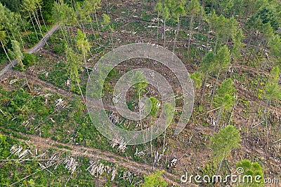 Top view of a sick forest Stock Photo