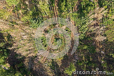 Sick forest in the Taunus / Germany Stock Photo