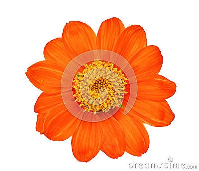 Top view of single orange flower isolated on white Stock Photo