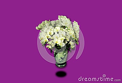 Top view, single orchids flowers in white pot isloated on violet background for design or stockphoto, floral summer, tropical Stock Photo